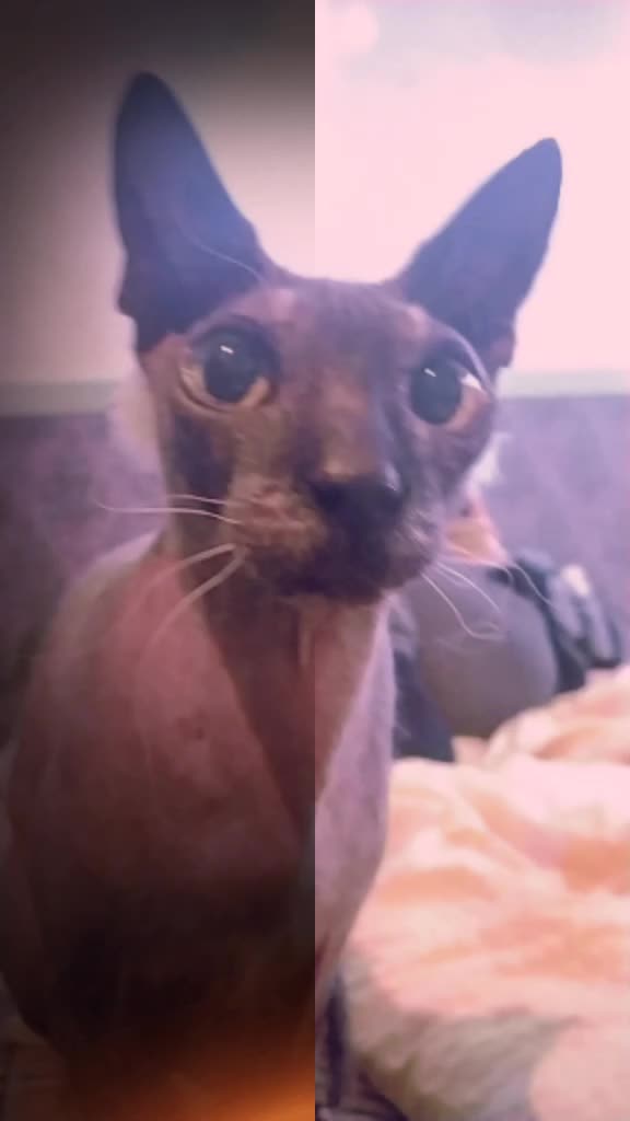 @котик Буба