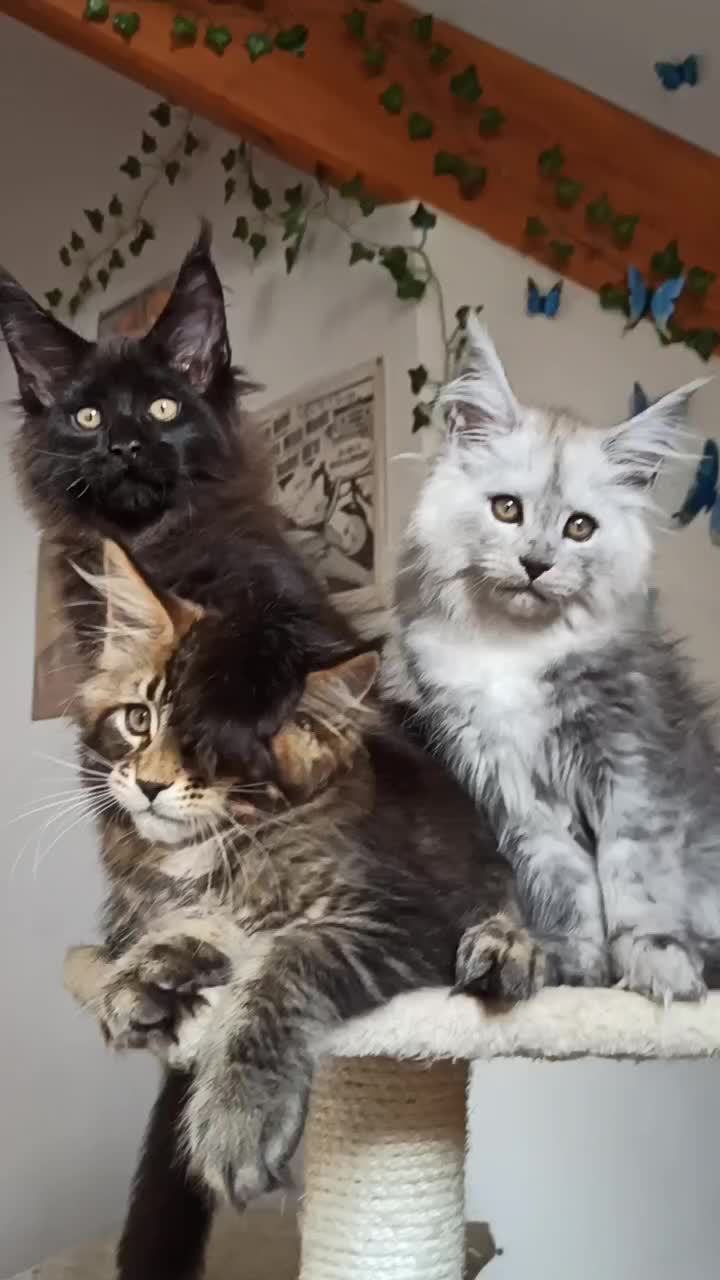 @Cattery Of Wild Kingdom