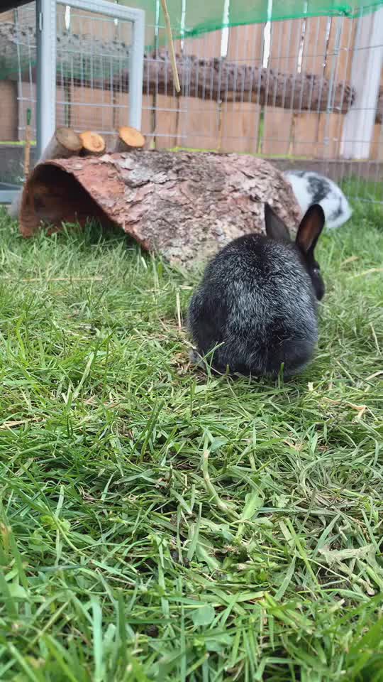 @little.bunny.cuties