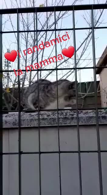 @gattopippo