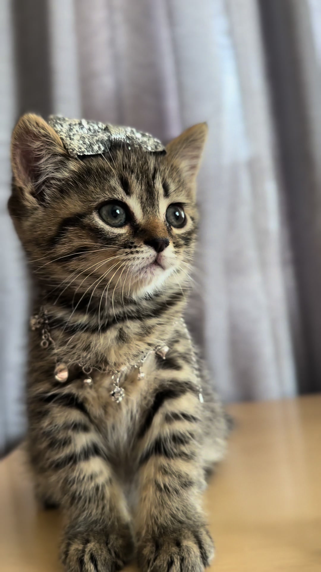 @cat.sheri.kittens