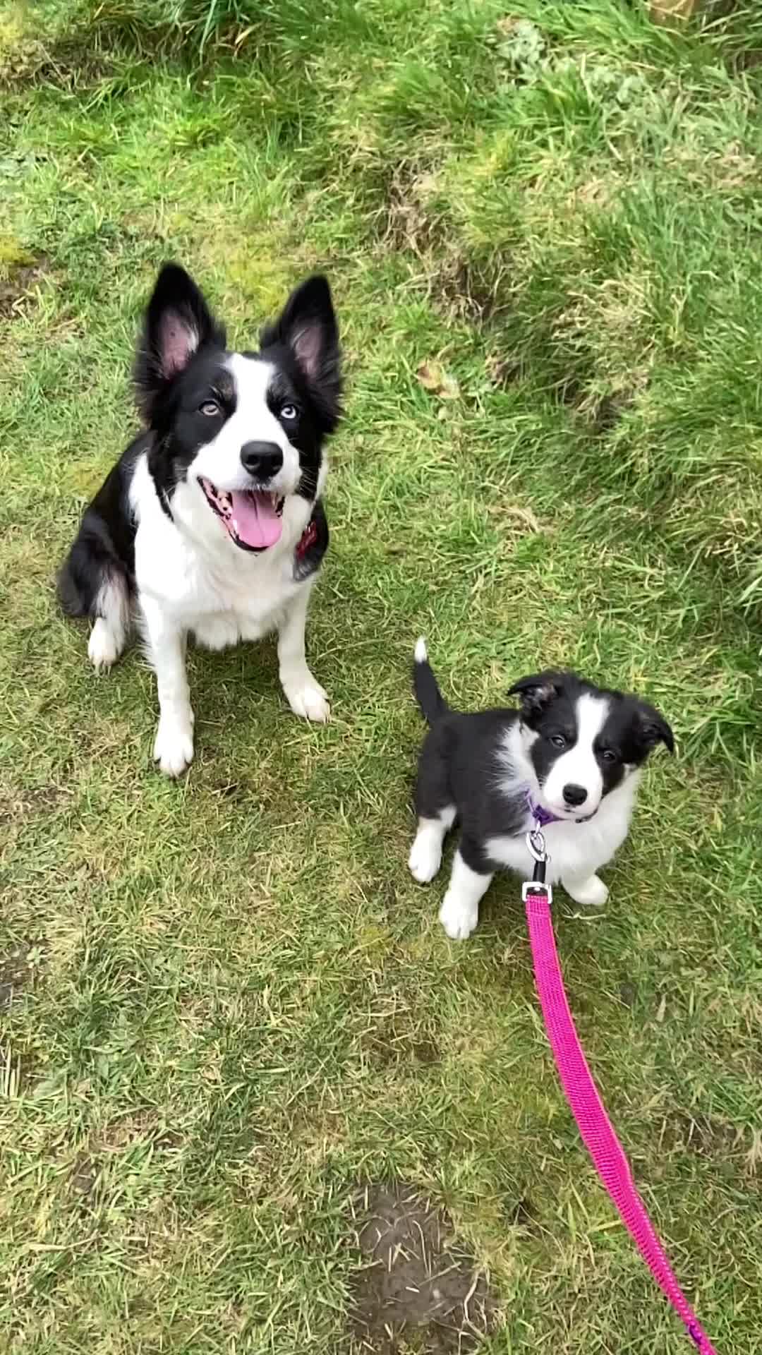 @themworkingdogs🏴