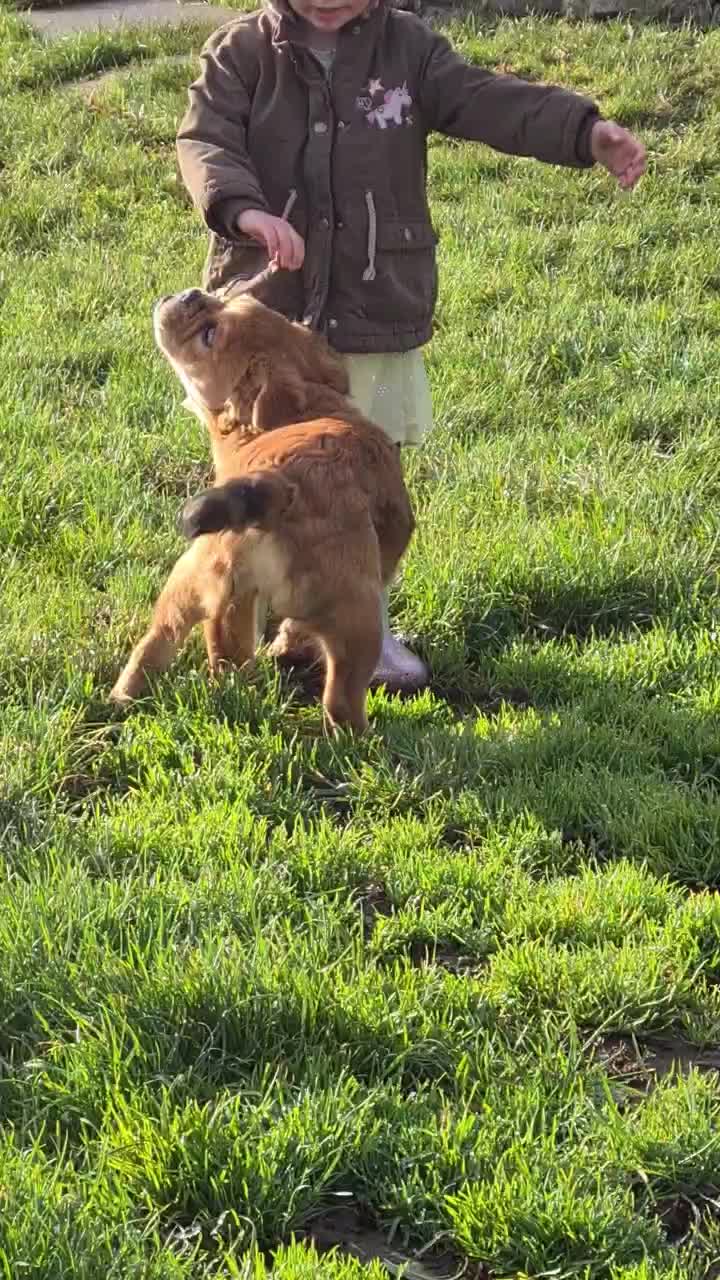 @howlvalley kennels