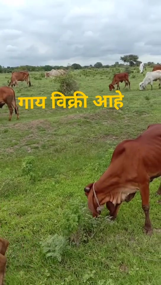 @Nitin SAble