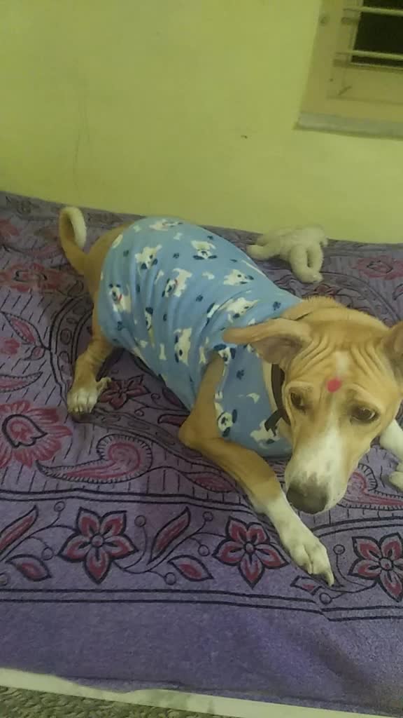 @mahi