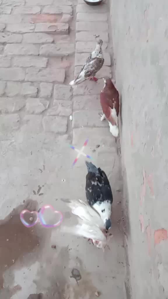 @user6667266379313