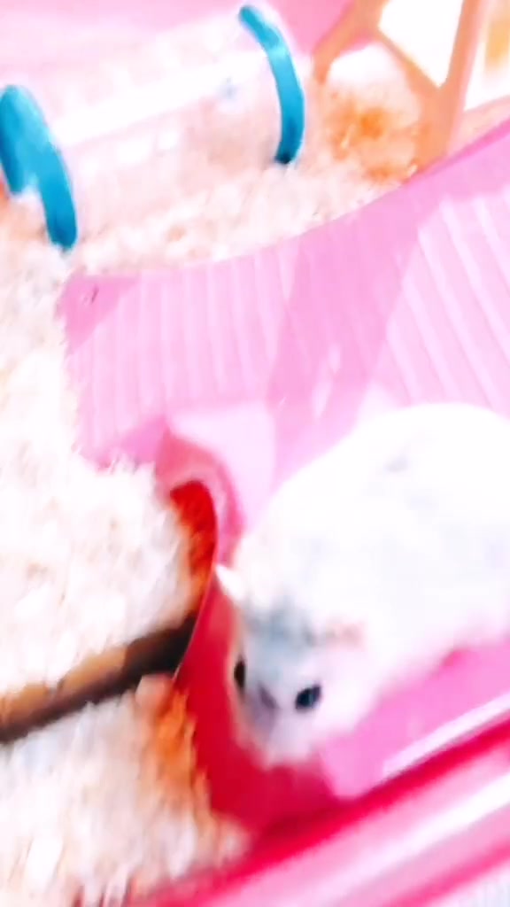 @susi_and_animals🐭🍀💕🎇