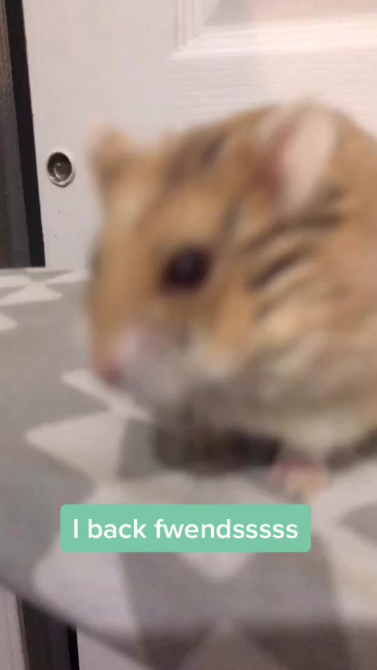 @Pop_corn_the_hamo