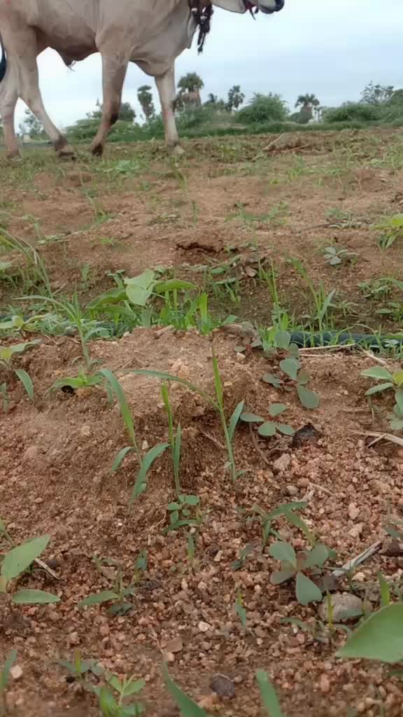 @E.Jagan.goud