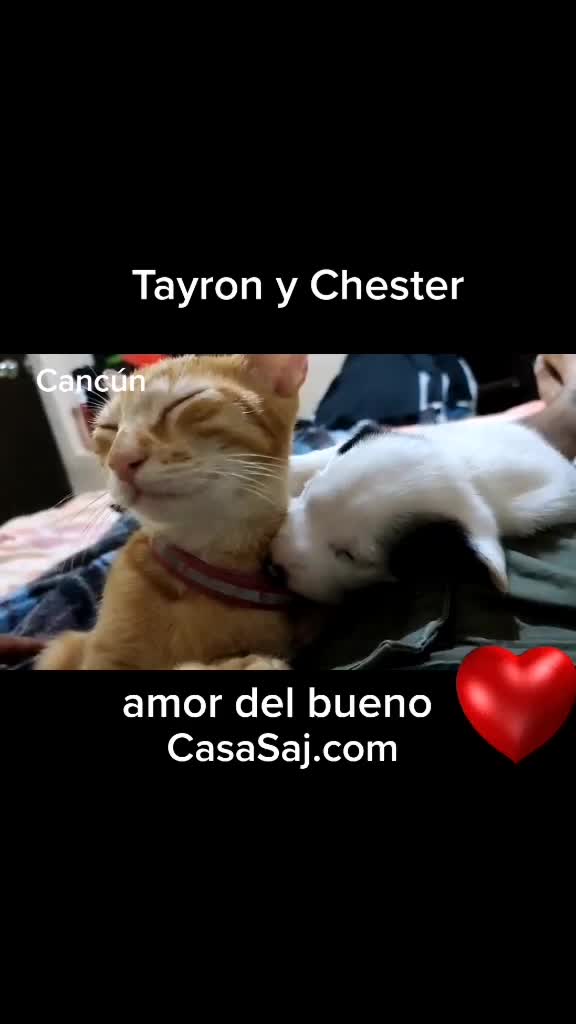 @CasaSAJ