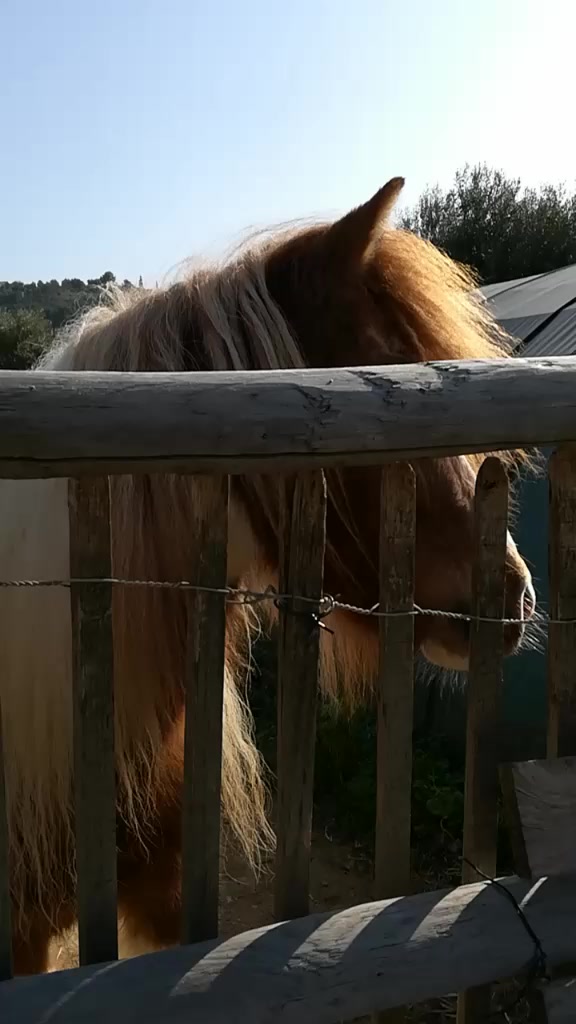 @Cc mes poneys