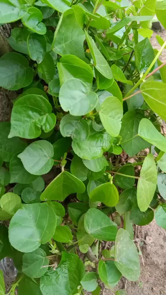 @chandrachatragadda
