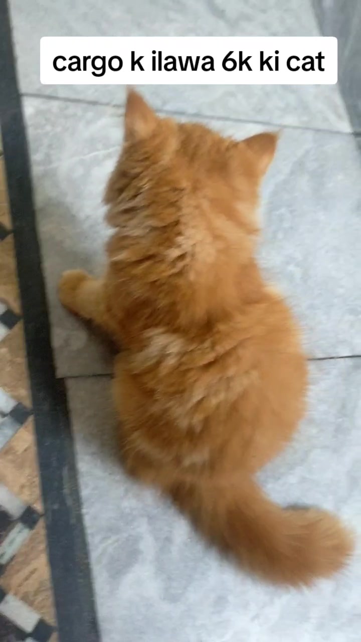 @humzaib