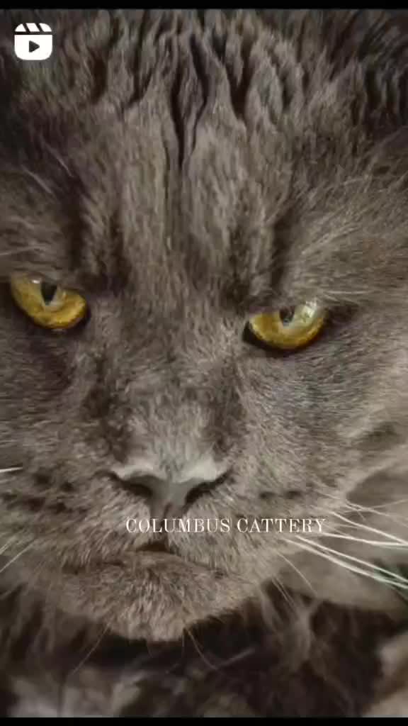 @columbus_mainecoon