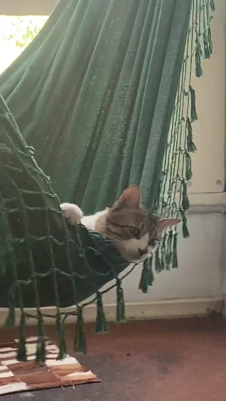 @Gato Harley
