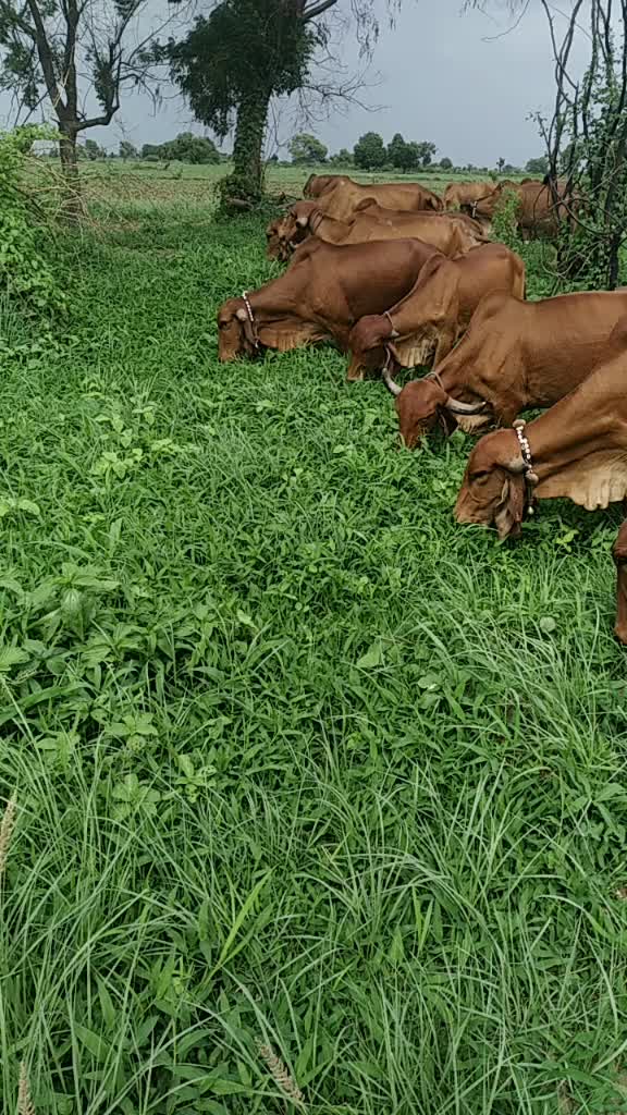 @govidbhai65