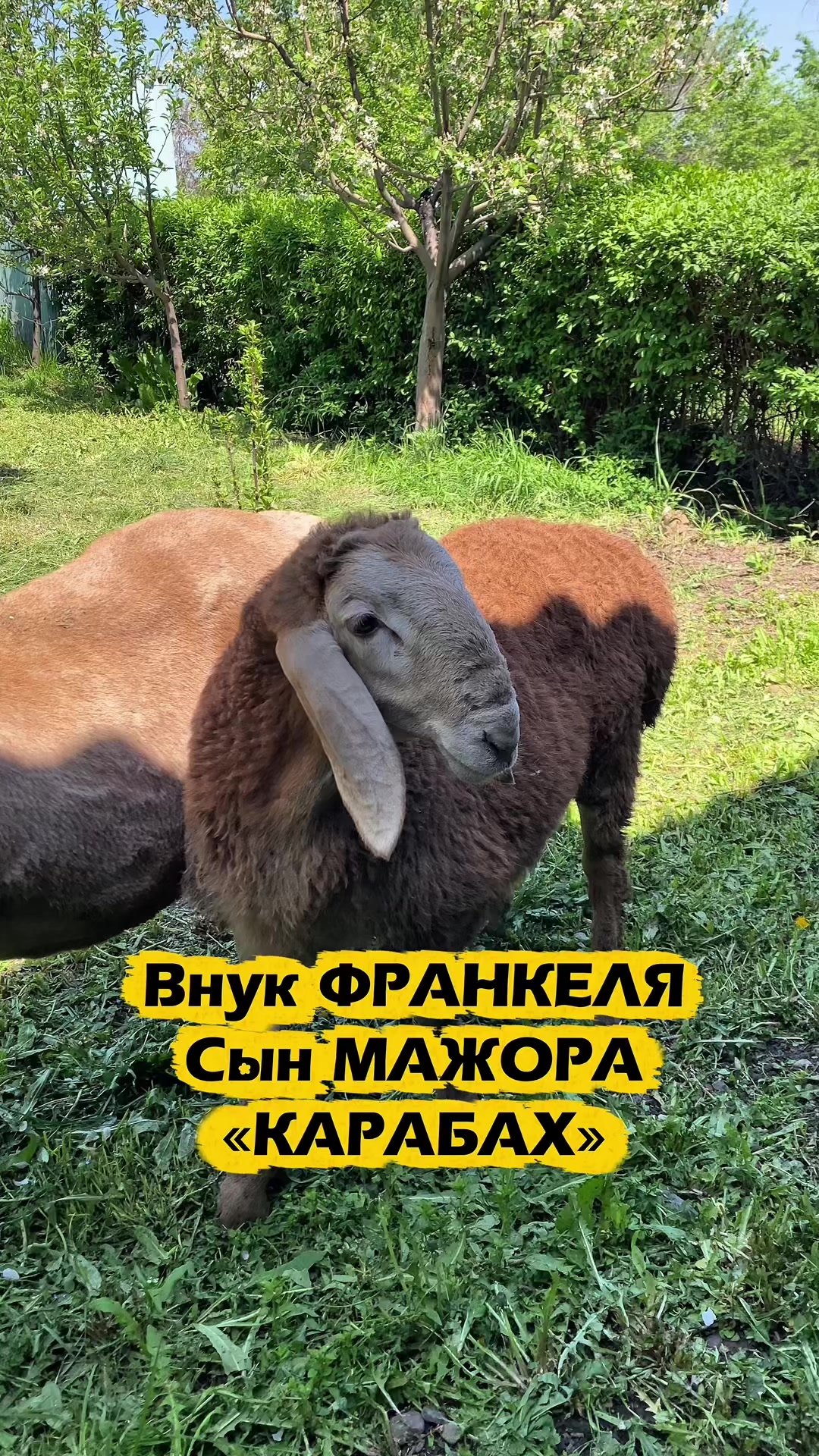 @malbazar_kb