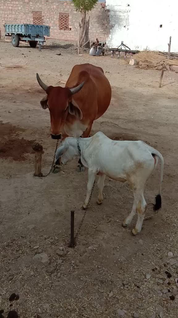 @Mohansinghsolanky