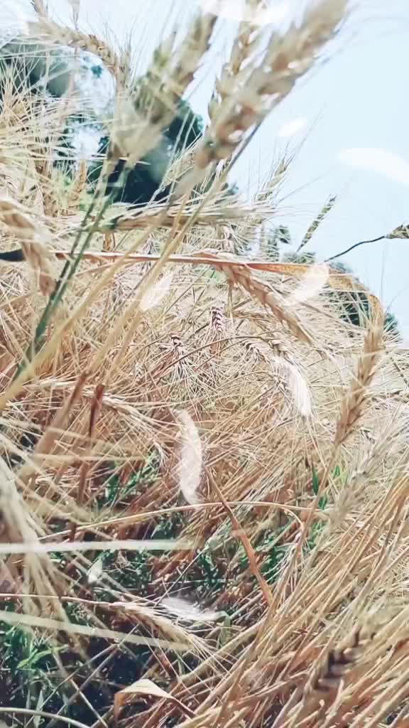 @विवेक शिंदे