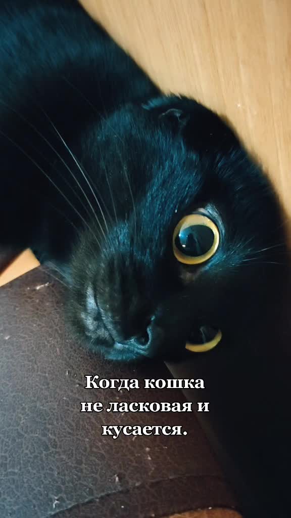 @ИрА😹Эля🐾🐾 ✔