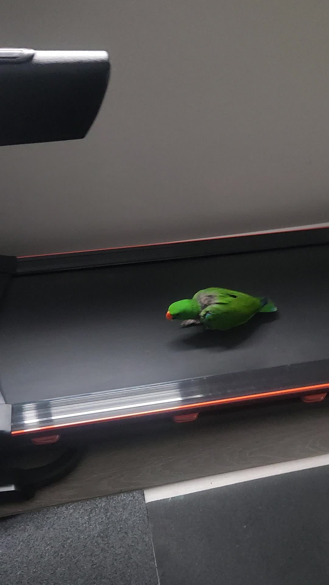 @Funnyparrotboys
