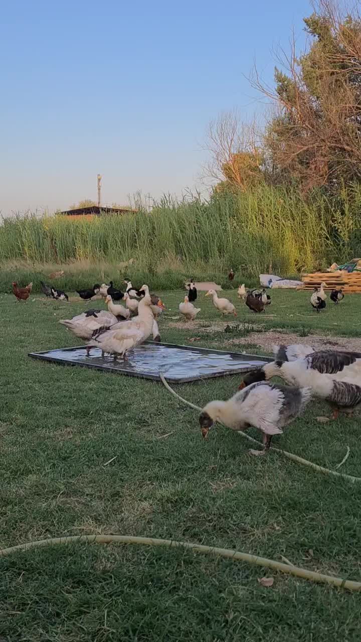@m.çevik