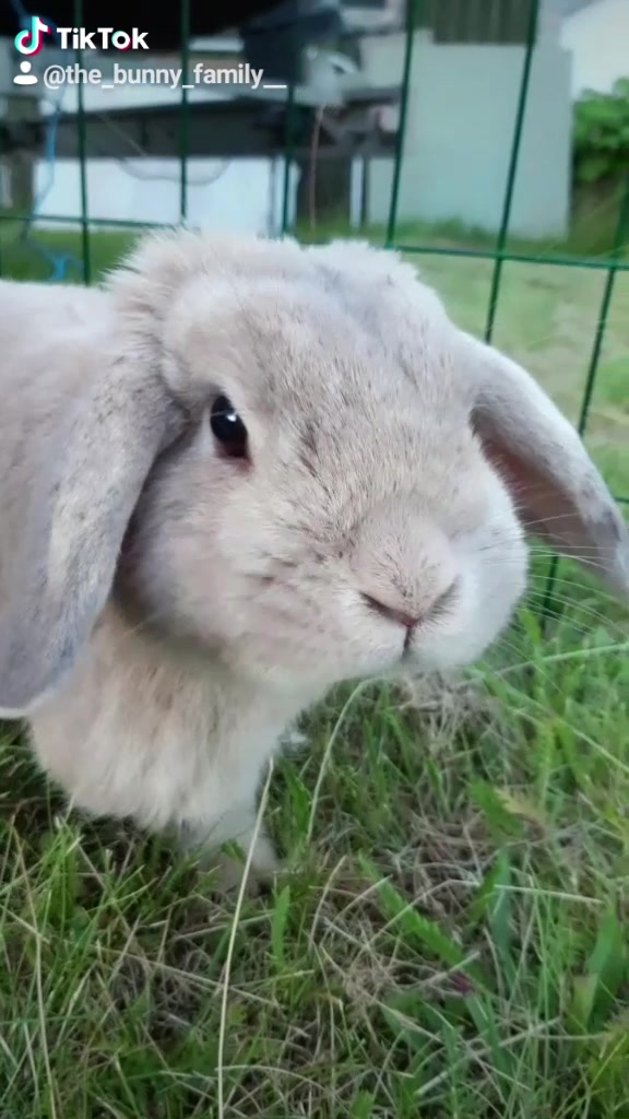 @The_Bunny_Family__