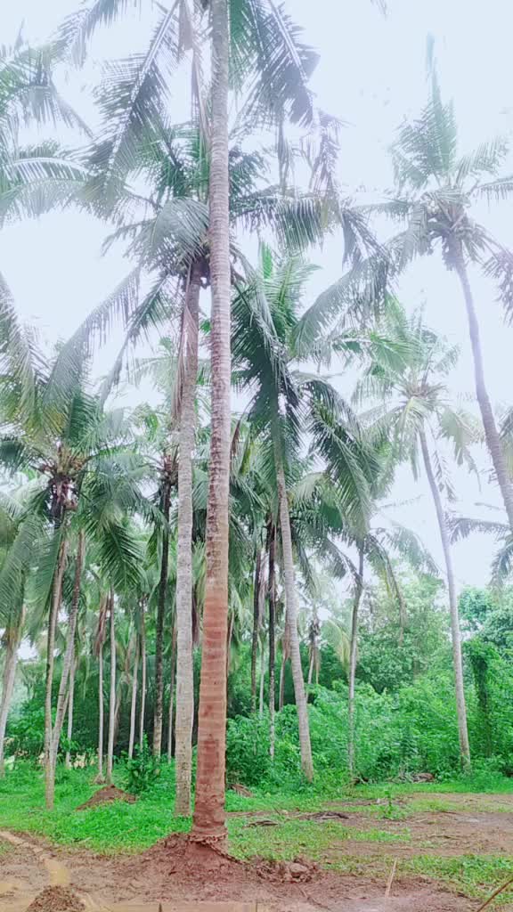 @ഒറ്റയാൻ