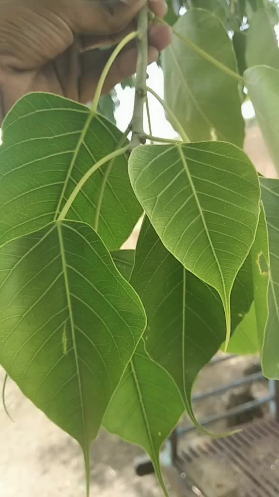 @Samyak Ghule