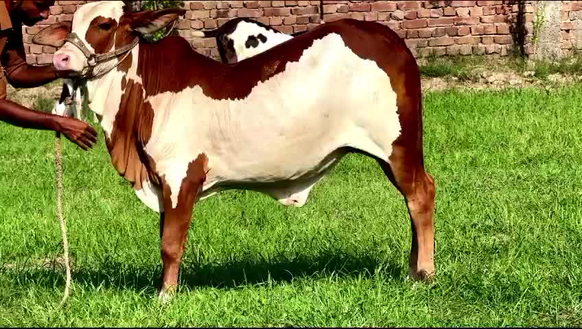@user82159261514