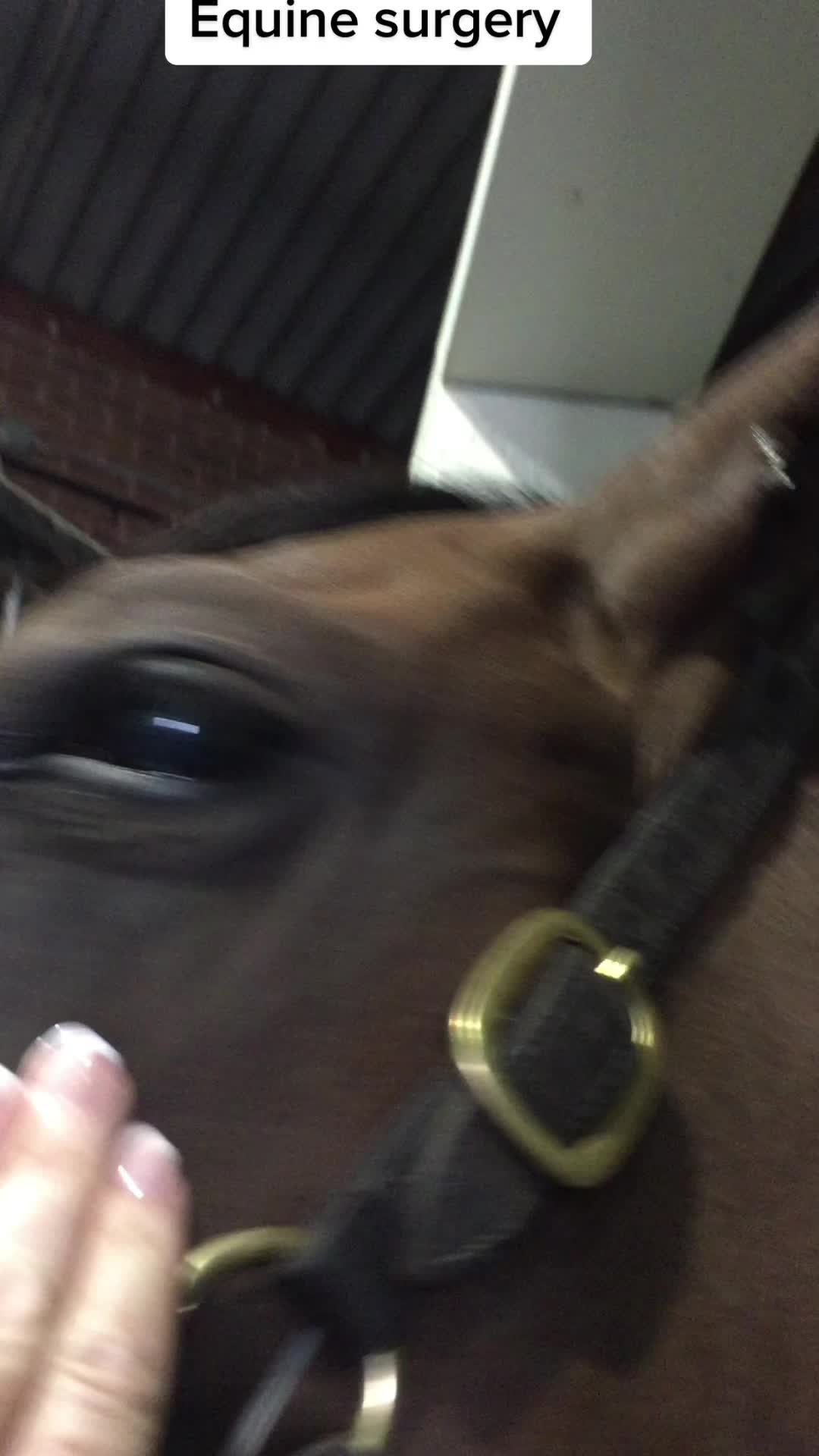 @EquineSurgeryOntario