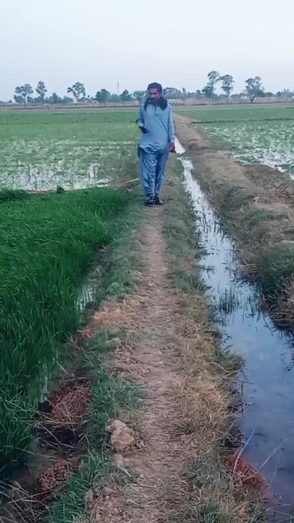 @mujhaid
