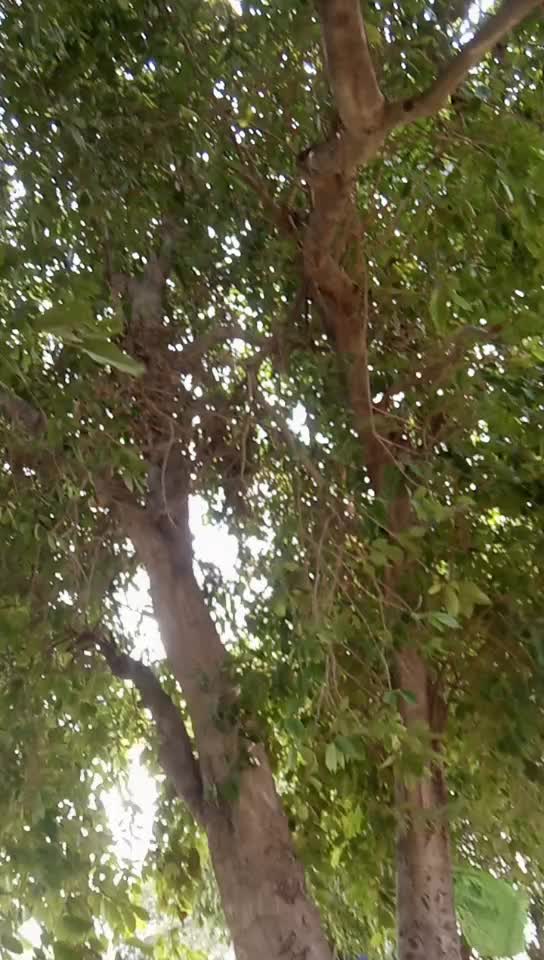 @Amrit Pal Singh Pal
