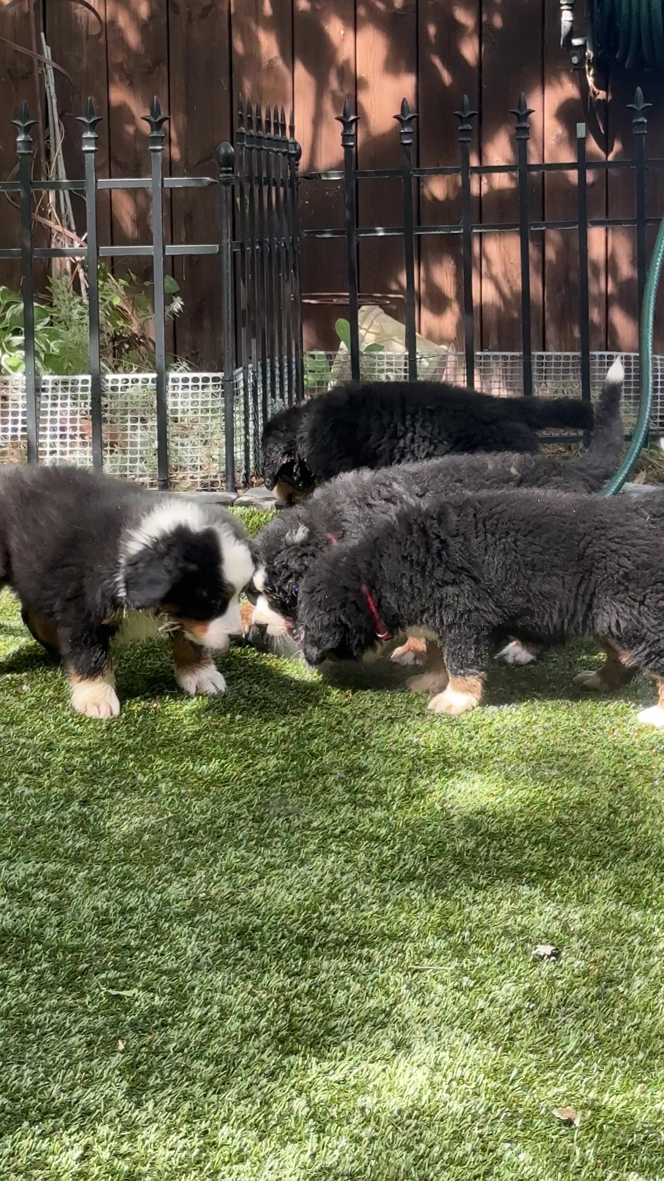 @SennenridgeBernese