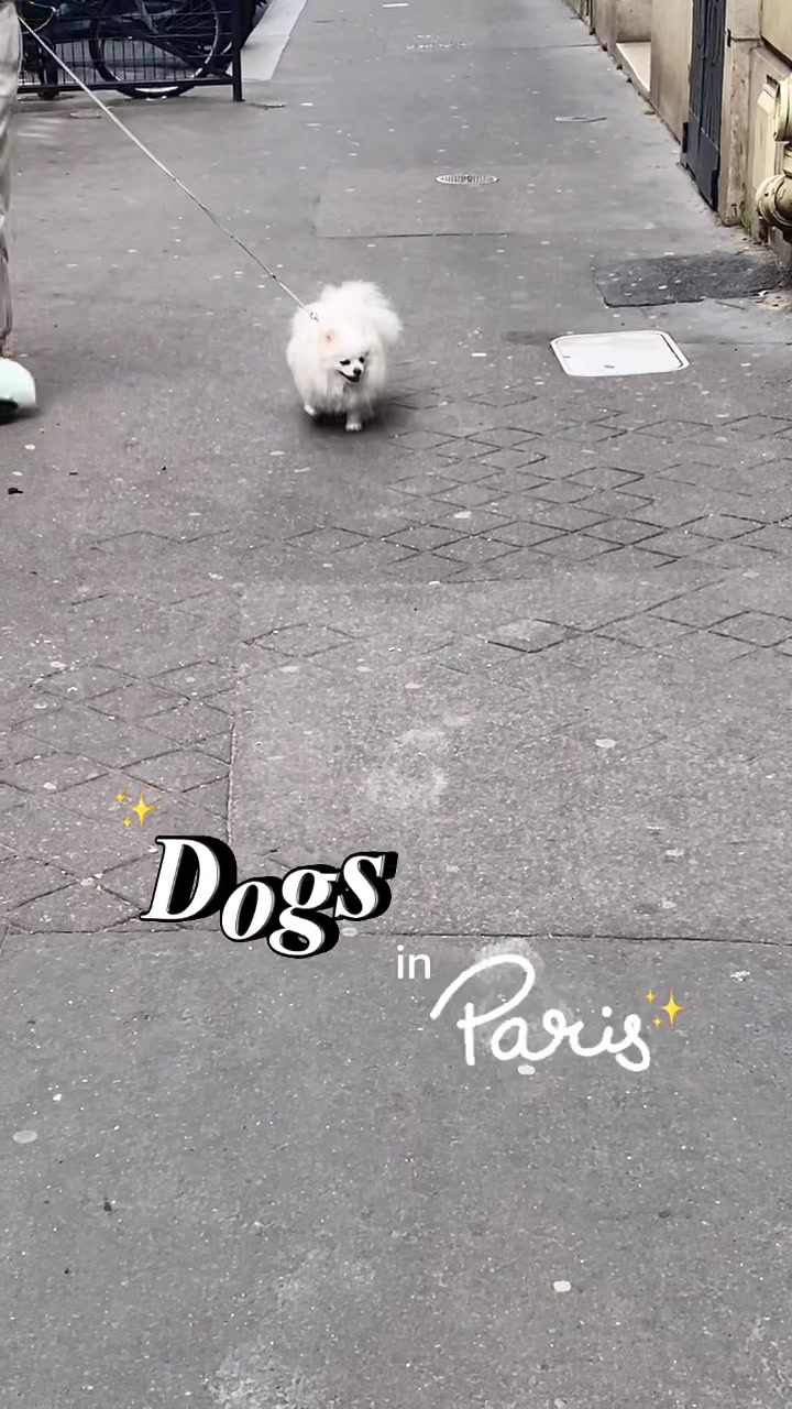 @dogs in Paris 🐶