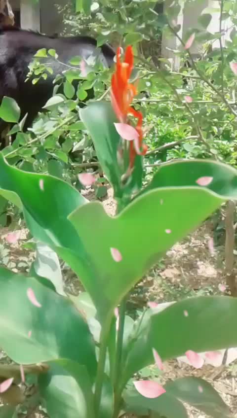 @Maheshcheerla123