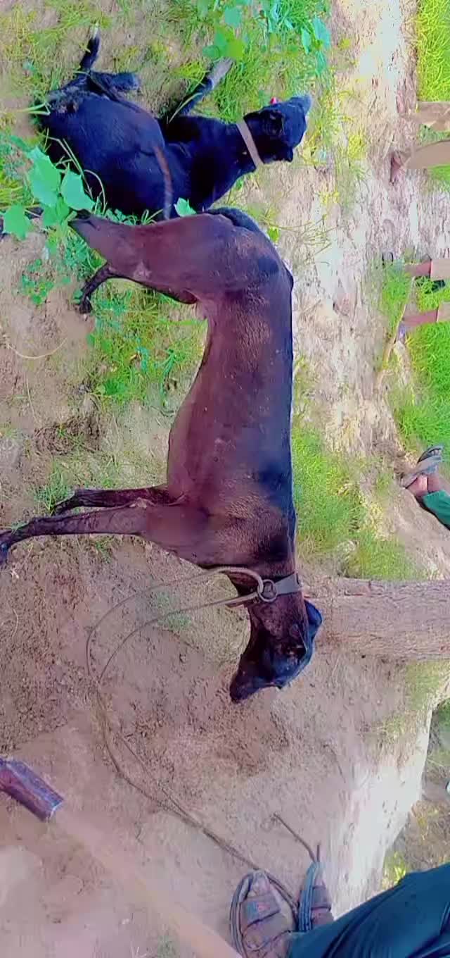 @M.ALI JOGi KING💔💘🇵🇰