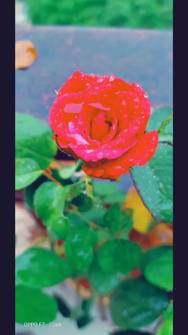 @Rupesh Pandey