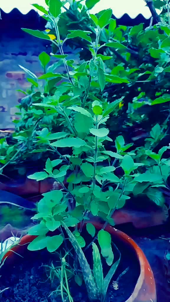 @surjotushar