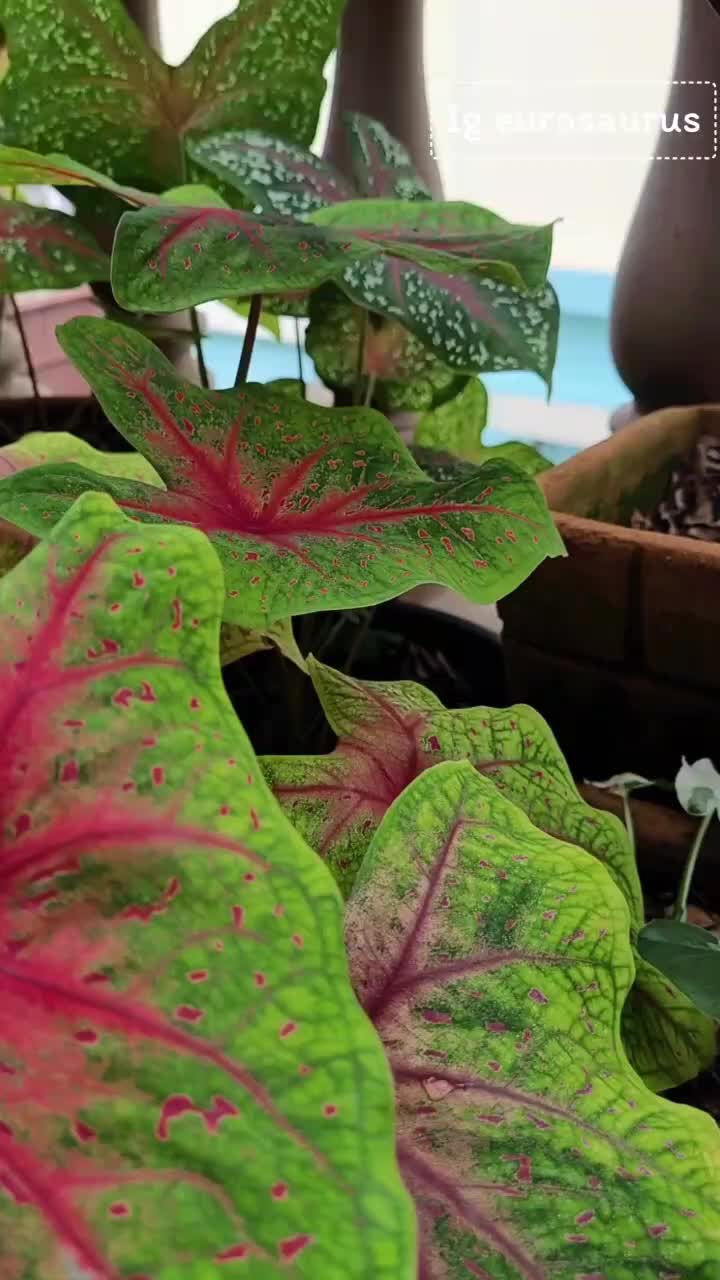 @ig.eurosaurus 🇹🇭