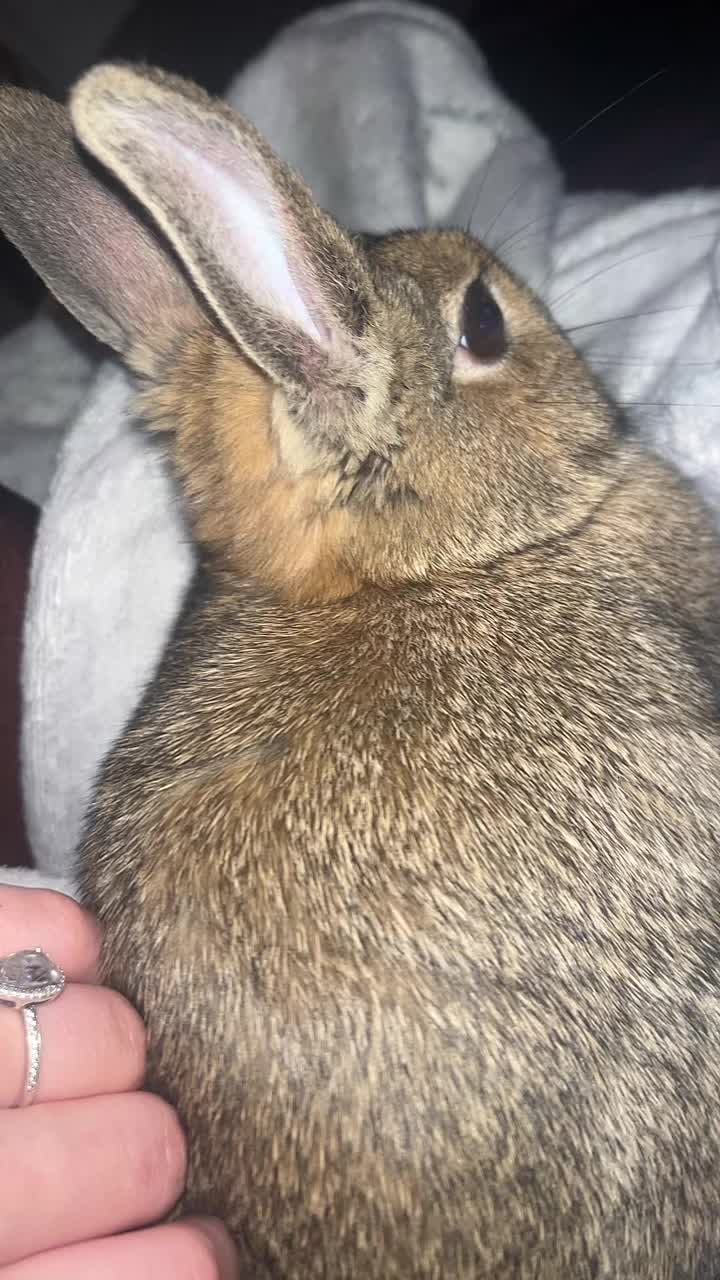 @Bugz_adventures 💙🐰