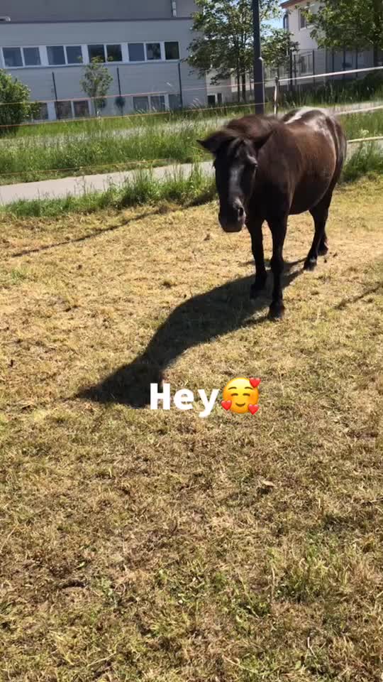 @Pony.gruppe❤️✨