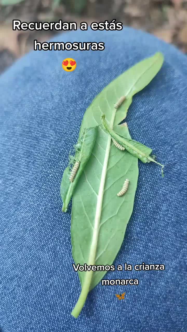 @Mariposas_EddVi