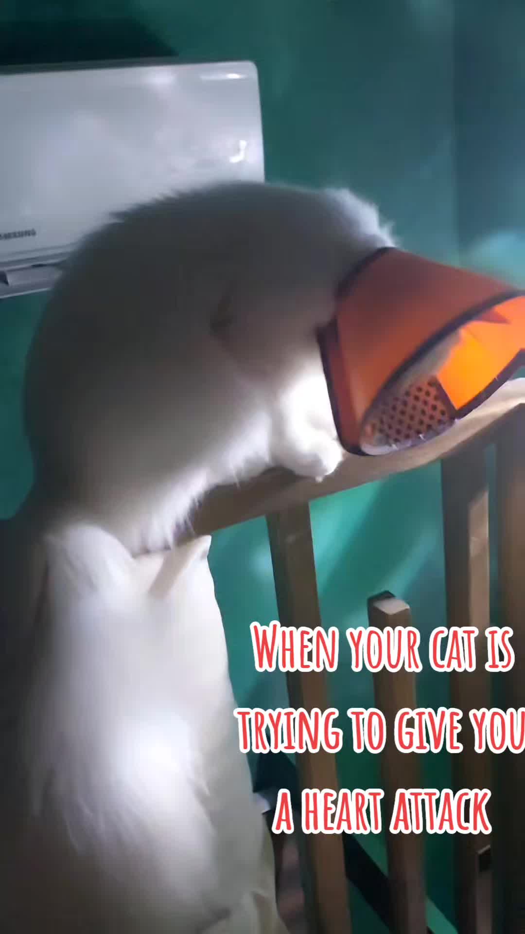 @Maracats Pet Supplies