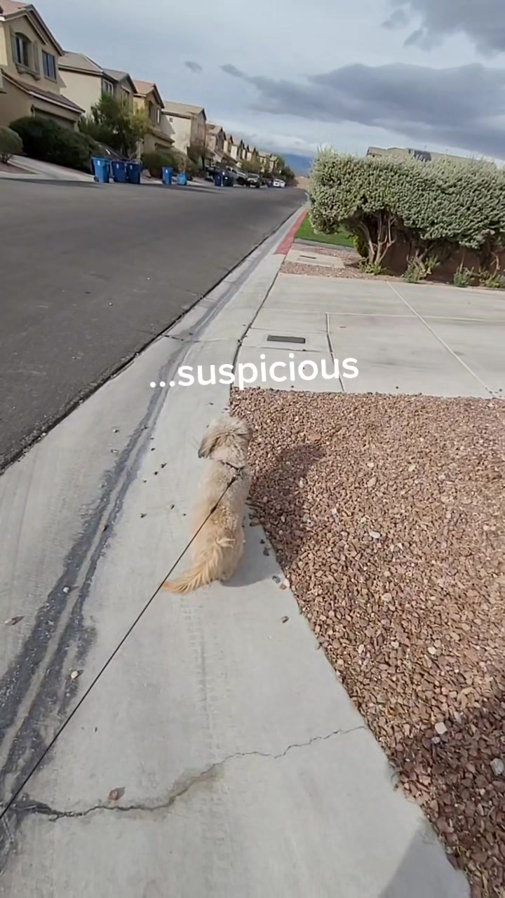 @robfalzone