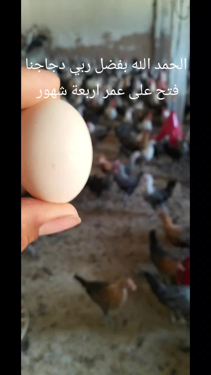 @فيومي ذهبي صفاقس