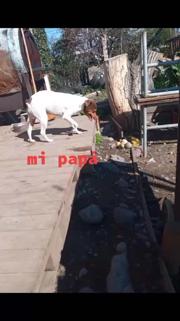 @vfaunreyes