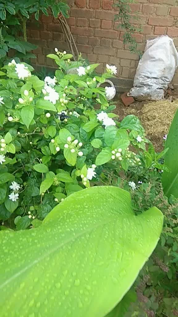 @shakuntala dubey202