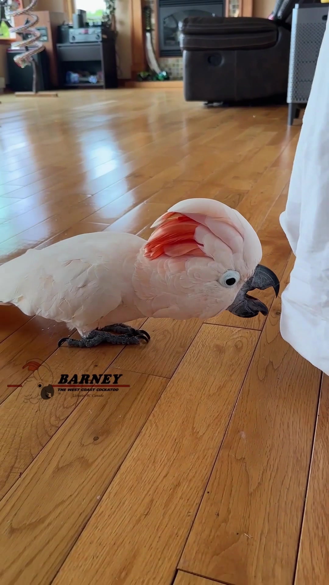 @Barney the West Coast Cockatoo
