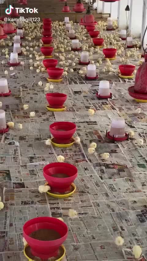 @armaan khan
